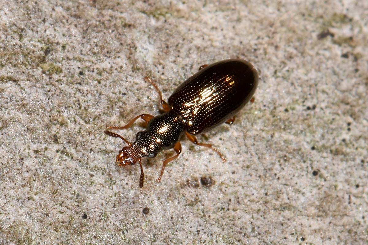 Salpingidae: Salpingus planirostris?  Sì !
